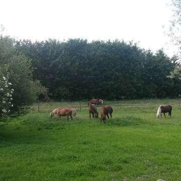 Bild: Stall in  Kleinberghofen