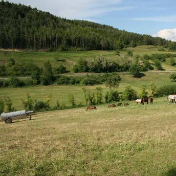 Bild: Stall in  Engen