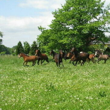 eine von vielen Weiden