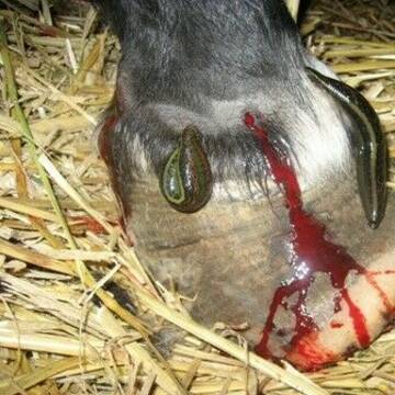 Blutegeltherapie bei Hufrehe