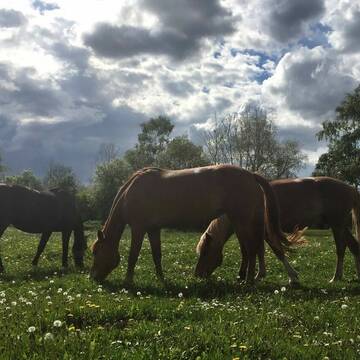 Bild: Stall in  Oberding