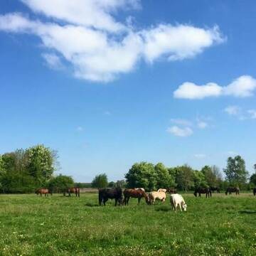 Bild: Stall in  Oberding