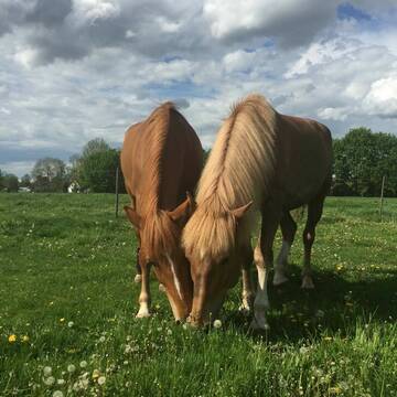 Bild: Stall in  Oberding