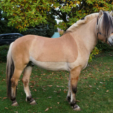Unser Junghengst ORION von Orsistan , selbst gezog
