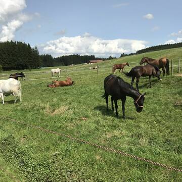 Bild: Stall in  Isny im Allgäu