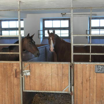Große Boxen mit großer Stallgasse Licht und Luft