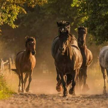 Unsere Pferde kommen täglich auf die Weiden