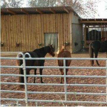 Bild: Weide in  Ahorn