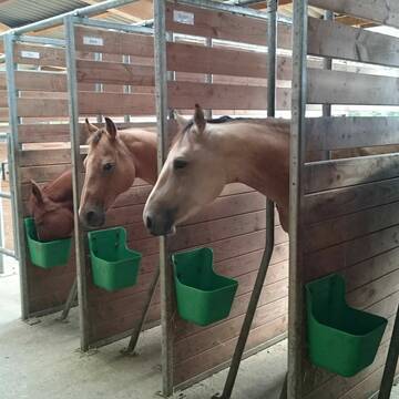 Bild: Stall in  Backnang