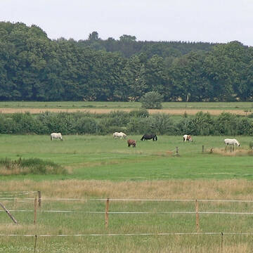 Blick auf die Koppeln vom Paddock