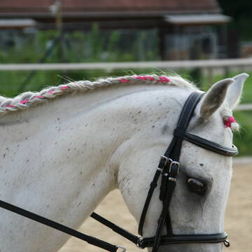 Bild: Stall in  Ramerberg