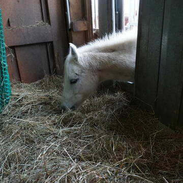 Bild: Stall in  Ramerberg