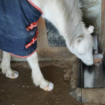 Bild: Stall in  Ramerberg