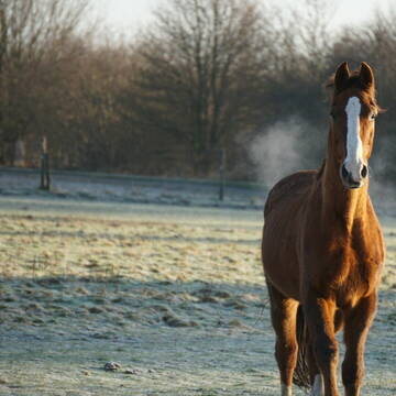 Bild: Stall in  Venn