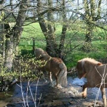 Weiden arondiert über Treibgänge