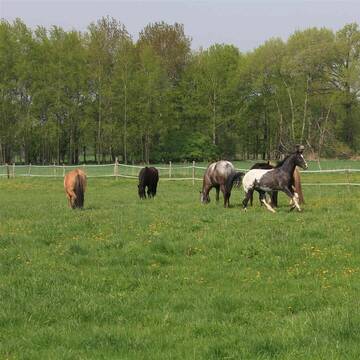 Bild: Stall in  Neuhausen/Spree
