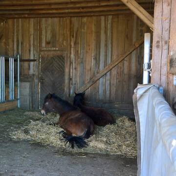 Bild: Stall in  Rott