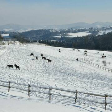 Bild: Stall in  Salzweg