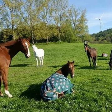 Herde auf der Sommerkoppel