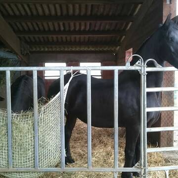 Offenstall von innen