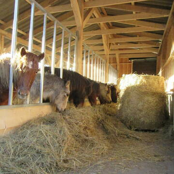 Bild: Stall in  Bücken