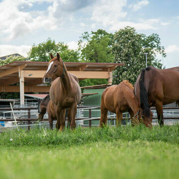 Bild: Stall in  Fühlingen