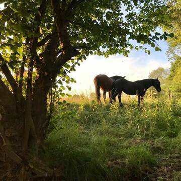 Bild: Stall in  Euskirchen