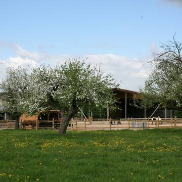 Bild: Stall in  Hofheim am Taunus