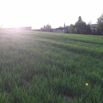 genügend Koppeln, für alle