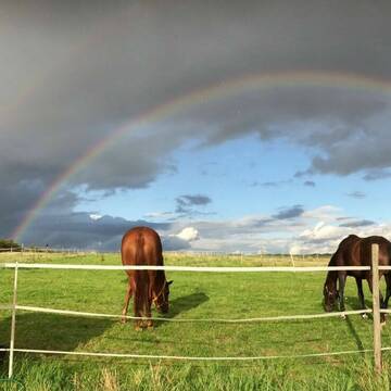 Bild: Stall in  Kloppenheim