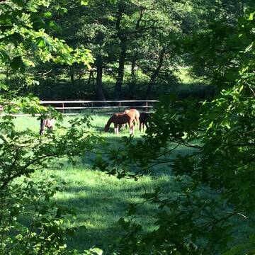 Bild: Weide in  Gemünden