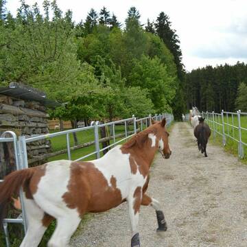 Bild: Stall in  Dorfen