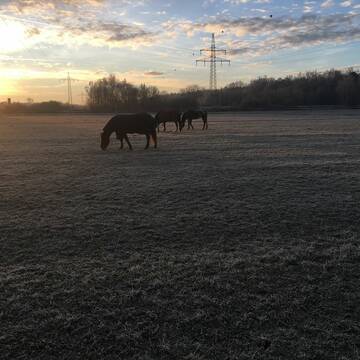 9 ha Weidefläche: Winterweiden/Sommerweiden