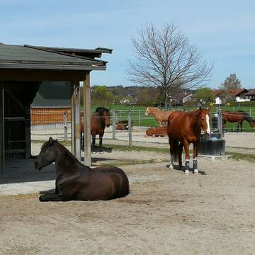 Bild: Stall in  Bruckmühl