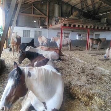 Bild: Stall in  Mechernich