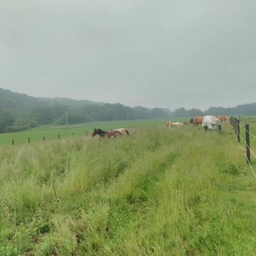 Bild: Stall in  Mechernich