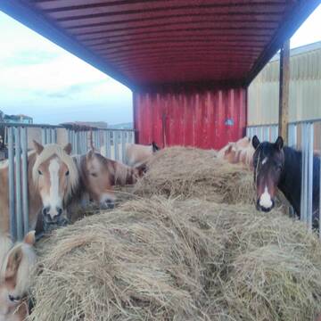 Bild: Stall in  Mechernich