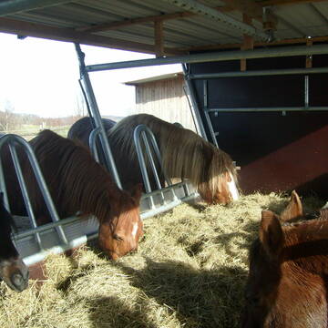 Gemeinsames Fresse an der zeitgesteuerten Heuraufe