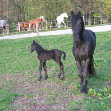 Pferde auf der Koppel