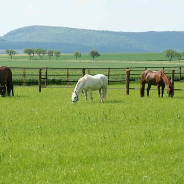 Bild: Stall in  Dassel