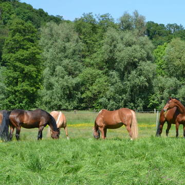 Bild: Stall in  Werden