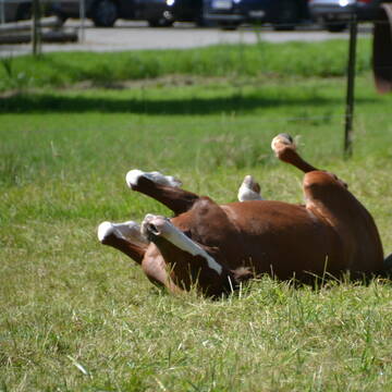 Bild: Stall in  Werden