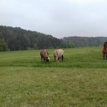 Bild: Stall in  Schmidgaden