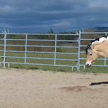 Auslauf auf dem Reitplatz