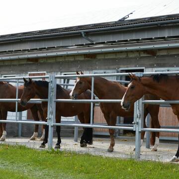 Bild: Stall in  Zimmern ob Rottweil