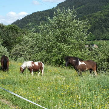 Bild: Stall in  Haslach im Kinzigtal