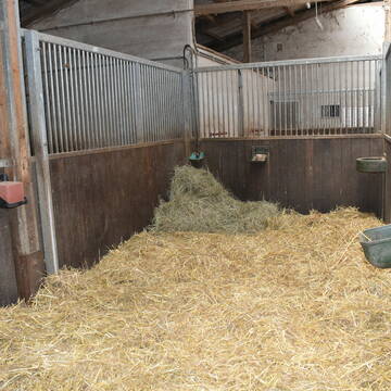 Bild: Stall in  Au am Rhein