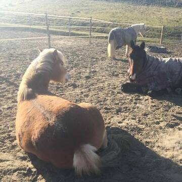 Bild: Stall in  Laubach