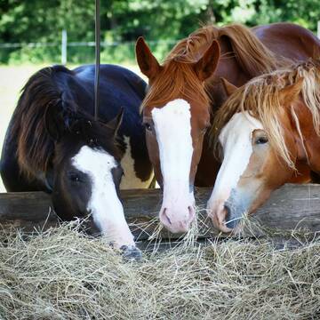 Bild: Weide in  Ahorn