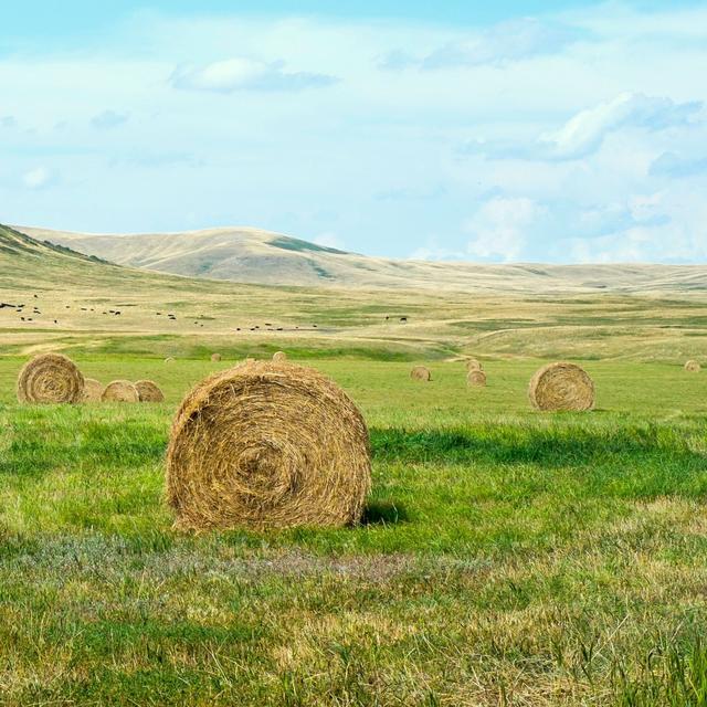 Heu und Heulage verkaufen (Anzeige)